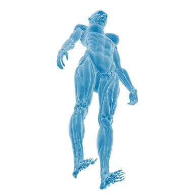 İnsan anatomisinin 3 boyutlu dijital illüstrasyonu