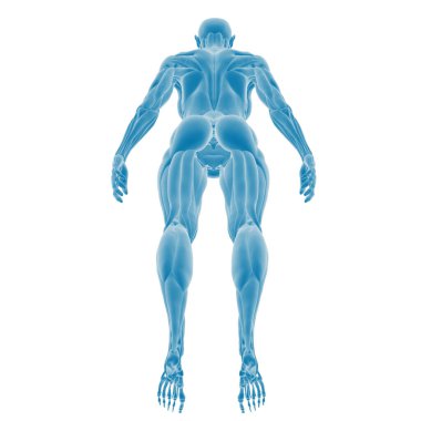 İnsan kaslarının detaylı üç boyutlu anatomik çizimi.