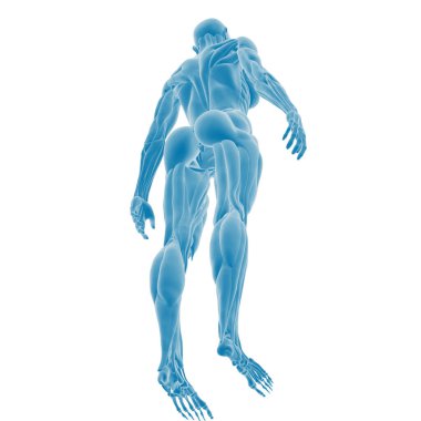 İnsan kas anatomisinin dijital çizimi