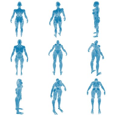 İnsan kas sisteminin 3 boyutlu anatomik modelleri