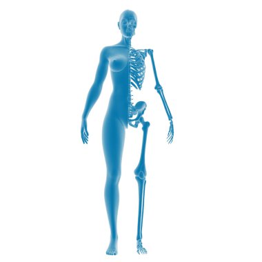 İnsan anatomisi ve iskeletinin 3 boyutlu canlandırması.