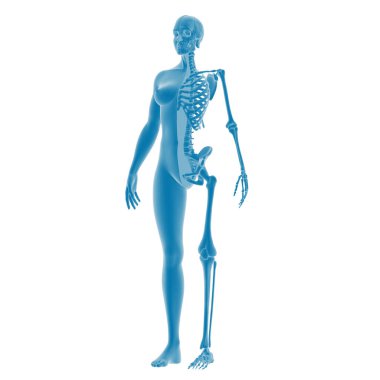 Kadın iskelet sistemi anatomisinin 3 boyutlu canlandırması