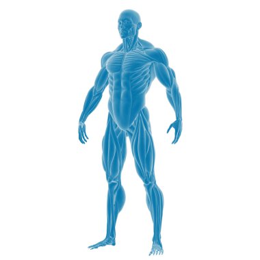 Mavi tonlarda erkek kas anatomisinin 3 boyutlu canlandırması.