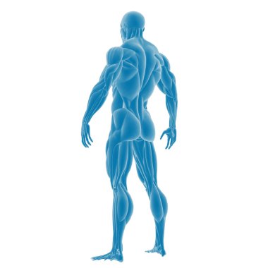 Erkek kas anatomisinin 3 boyutlu çizimi.