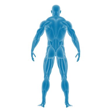 İnsan kas sisteminin 3 boyutlu anatomik modeli