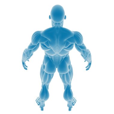 Kas yığını bir insan vücudunun 3 boyutlu çizimi.