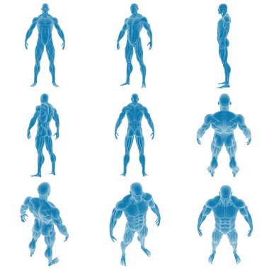 Çeşitli pozlarda üç boyutlu kas anatomisi modelleri