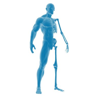 İnsan vücut yapısının mavi anatomik çizimi