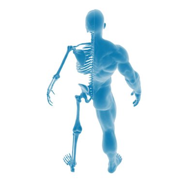 İnsan anatomisi ve iskeletinin 3 boyutlu çizimi.