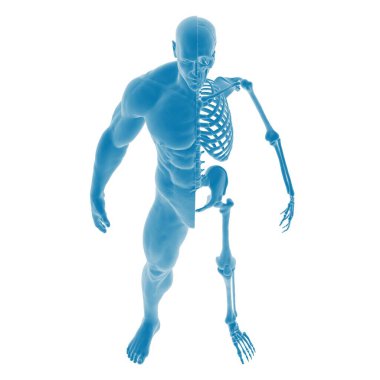 İnsan vücudu ve iskeletini gösteren 3 boyutlu anatomik model.