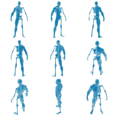 İnsan vücudu ve iskelet anatomisinin 3D görüntüsü.