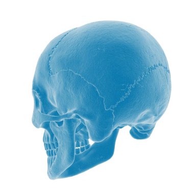 Ayrıntılı mavi kafatası yan profili görünümü.