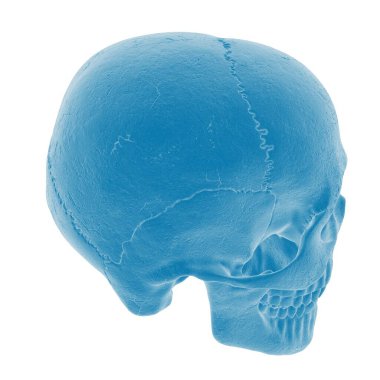 Açık mavi bir insan kafatasının 3B görüntüsü
