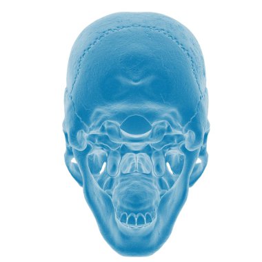 Mavi renkli insan kafatası X-ray görüntüsü