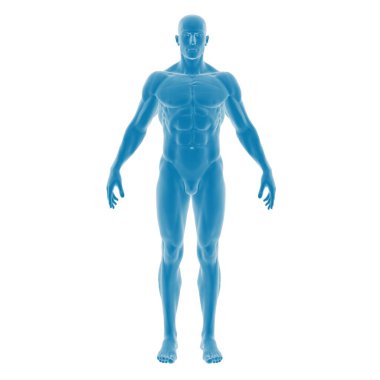 Bir insan figürünün 3 boyutlu mavi silueti.