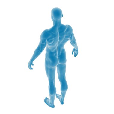 Arkadan erkek anatomisinin 3 boyutlu canlandırması.