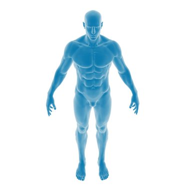 İnsan vücudunun 3 boyutlu anatomik modeli.