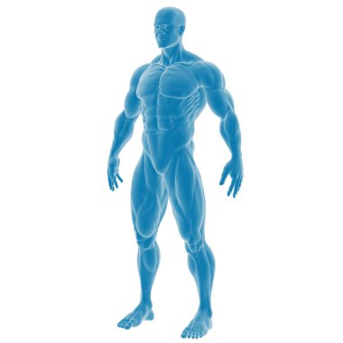Kas erkek anatomisinin 3 boyutlu çizimi.
