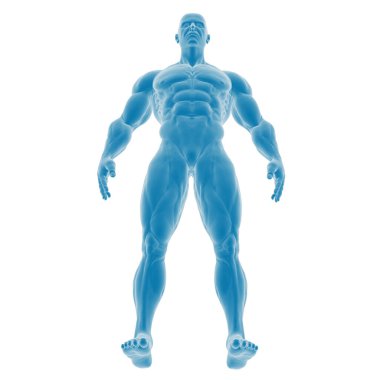 3 boyutlu erkek kas anatomisi çizimi