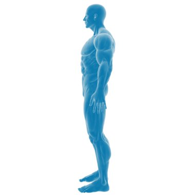 3D mavi erkek anatomisi yan görünümü illüstrasyonu