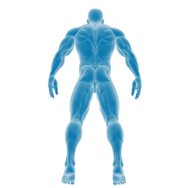 Kas İnsan Anatomisinin 3B Görünümü