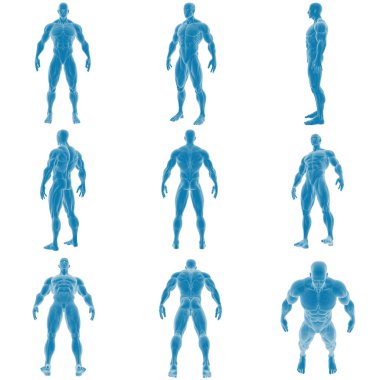 Kas İnsan Anatomisinin 3B Yapılandırması