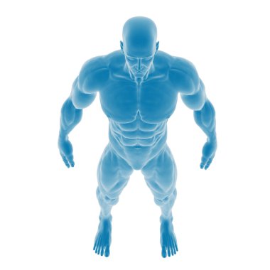 Mavi yarı saydam erkek anatomik figürü.