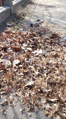 Kaldırımda sonbahar yaprakları yığını