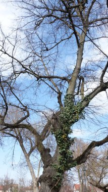 Yapraklı sarmaşıklar çıplak kış ağaçlarına tırmanıyor..