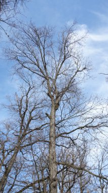 Yapraksız ağaç dalları mavi gökyüzü karşı