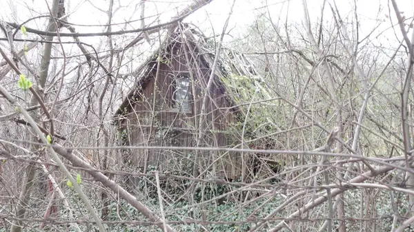 Terk edilmiş ahşap kulübe, sık ağaçların arasında.
