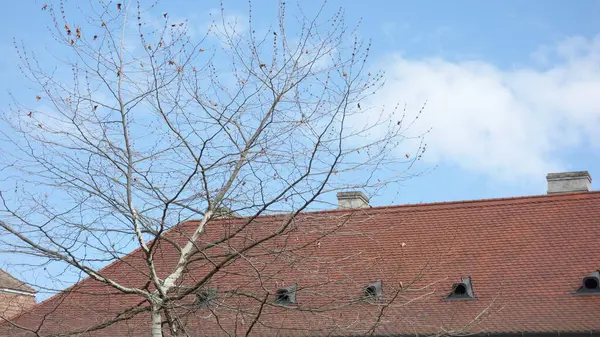 Kırmızı çatılı bir binaya karşı yapraksız ağaç.