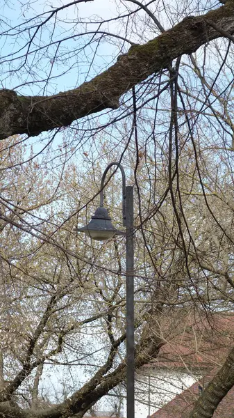 Çıplak ağaç dalları arasında sakin bir sokak lambası