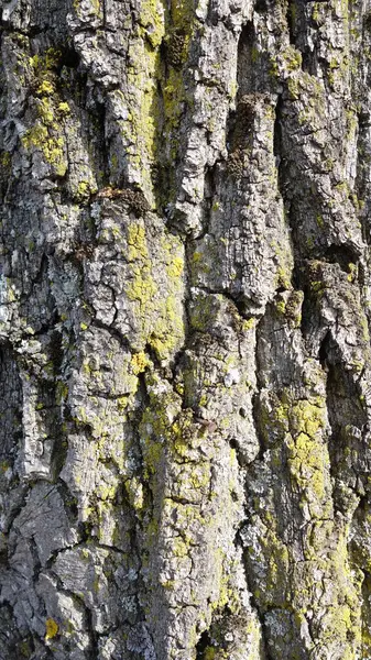 Dokulu ağaç kabuğuna yakın çekim sarı liken ile