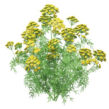 Tüylü yeşil yapraklı yabani sarı çiçekler..