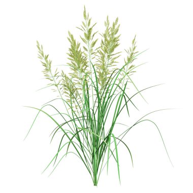 Beyaz arkaplanda yemyeşil çimenler.