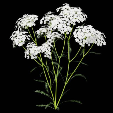 Canlı yeşil saplı narin beyaz çiçekler..