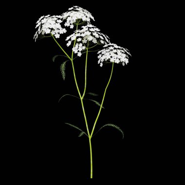 Siyah arkaplana karşı narin beyaz çiçekler