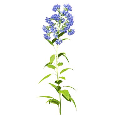 Beyaz arka planda zarif mavi kır çiçeği