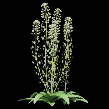 Siyah arka planda zarif beyaz çiçekli bir bitki.