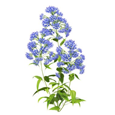 Canlı mavi kır çiçekleri tam çiçekle.