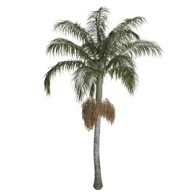 Tomurcukları birbiri üzerine dizilmiş salkımlı hurma ağaçları,.