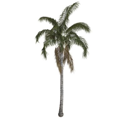 Yeşillik yaprakları olan uzun bir palmiye ağacı..