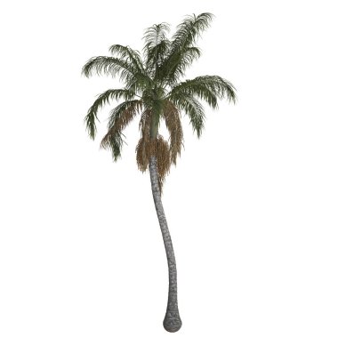 Yeşillik yaprakları olan uzun palmiye ağaçları..