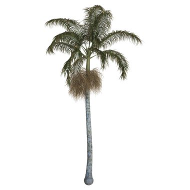 Beyaz arka plana karşı gerçekçi uzun palmiye ağacı.