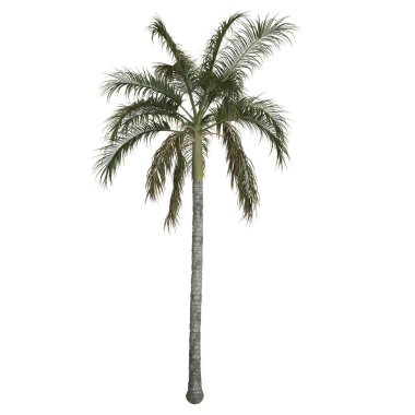 Beyaz arkaplana karşı uzun palmiye ağacı