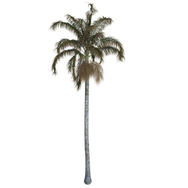 Yeşillik yaprakları olan uzun bir palmiye ağacı..