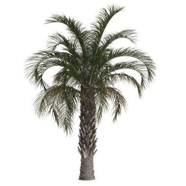 Beyaz arkaplanda yemyeşil bir palmiye ağacı