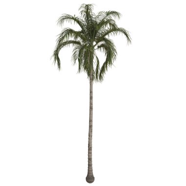 Uzun, gür palmiye ağaçları beyaz arka planda.