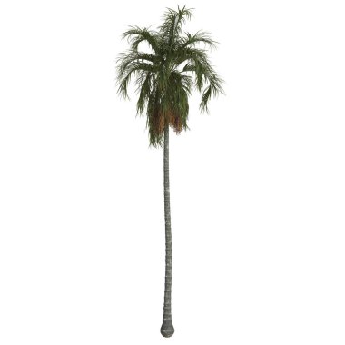 Yeşillik yaprakları olan uzun bir palmiye ağacı.